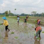 Babinsa Tegalrejo Dampingi Petani Tanam Padi Di Musim Tanam Kedua