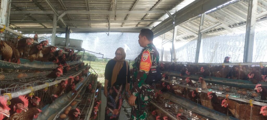 Dukung Ketahanan Pangan Wilayah, Babinsa Monitoring Peternak Ayam di Desa Sangkerang