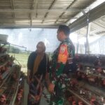 Dukung Ketahanan Pangan Wilayah, Babinsa Monitoring Peternak Ayam di Desa Sangkerang