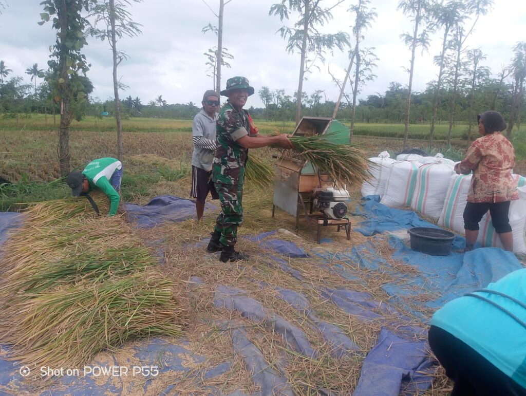 Kawal Ketahanan Pangan Wilayah Secara Bertahap, Babinsa Bantu Petani Panen Padi