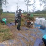 Kawal Ketahanan Pangan Wilayah Secara Bertahap, Babinsa Bantu Petani Panen Padi