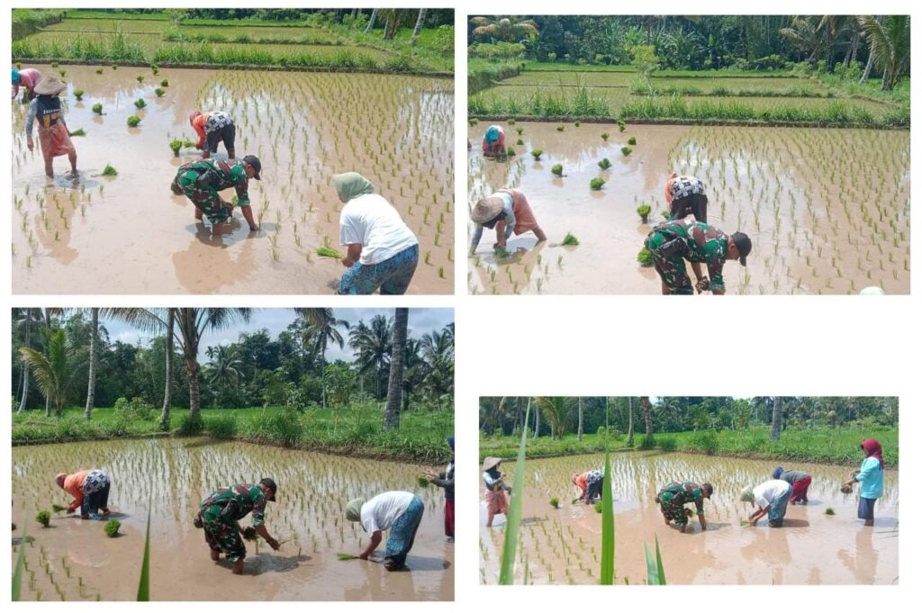 Babinsa Jurit Baru Dampingi Petani dalam Kegiatan Hanpangan