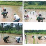 Babinsa Jurit Baru Dampingi Petani dalam Kegiatan Hanpangan