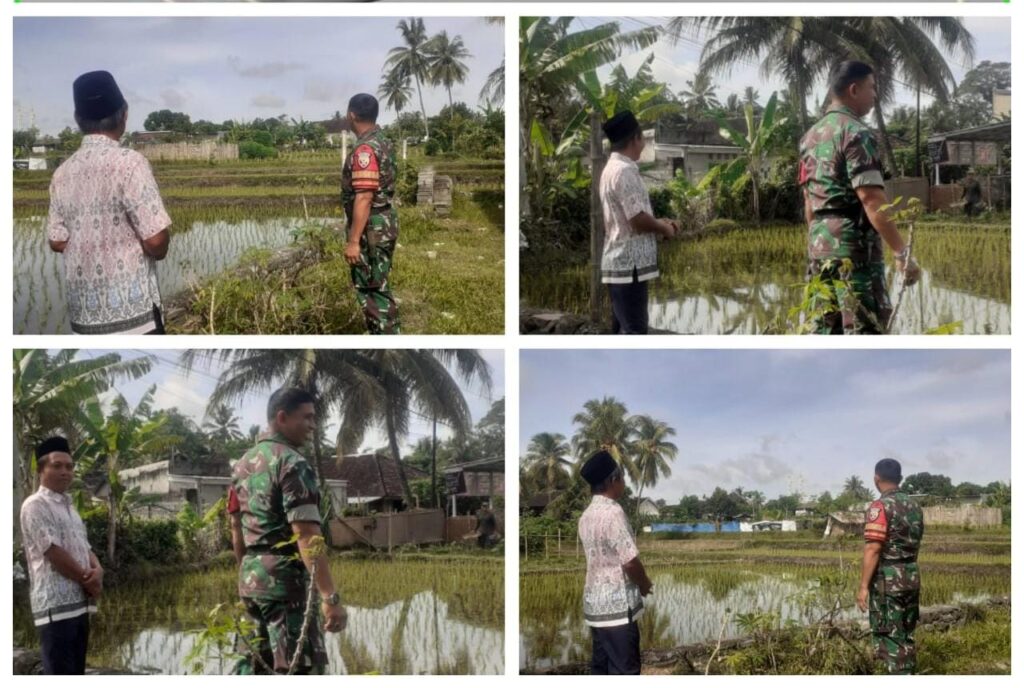 Sinergi Babinsa dan Petani Wujudkan Hasil Panen Maksimal di Masbagik Utara Baru