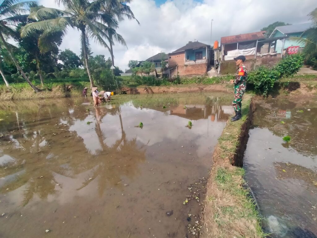 Babinsa Bersama PPL Monitoring Penambahan LTT di Desa Arjangka