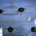 Maksimalkan Potensi Pertanian, Warga Binaan Lapas Lobar Sulap Lahan Tidur Menjadi Hortikultura