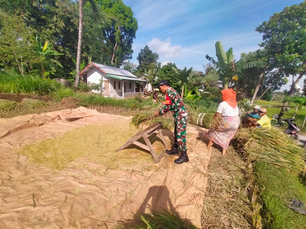Dukung Ketahanan Pangan, Babinsa Arjangka Bantu Petani Panen Padi