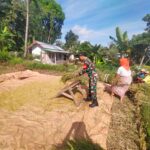 Dukung Ketahanan Pangan, Babinsa Arjangka Bantu Petani Panen Padi
