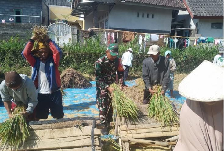 Babinsa dan Petani Jurit Bersinergi Wujudkan Swasembada Pangan